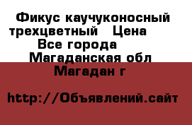 Фикус каучуконосный трехцветный › Цена ­ 500 - Все города  »    . Магаданская обл.,Магадан г.